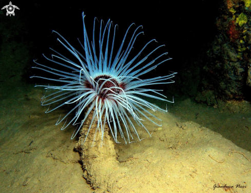 A Cerianthus membranaceus | Cerianto