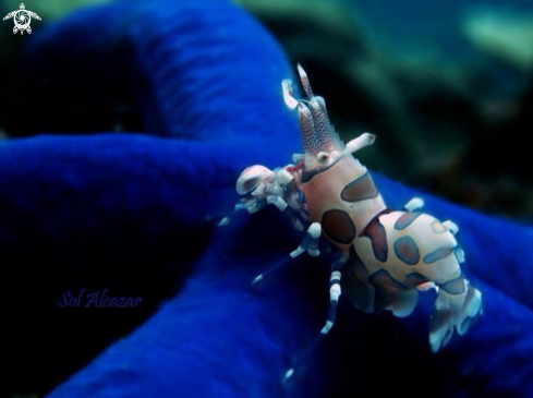 A Harlequin Shrimp