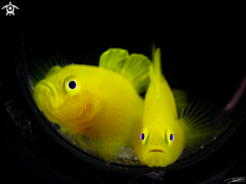 A Yellow Pygmy Goby