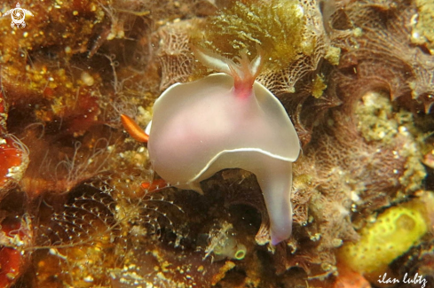 A Nudibranch