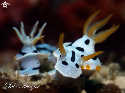 A Nudibranch Dianae