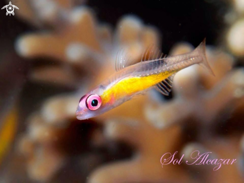 A pinkeye goby 