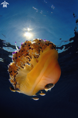 A Cotylorhiza tubercolata | Medusa astronave