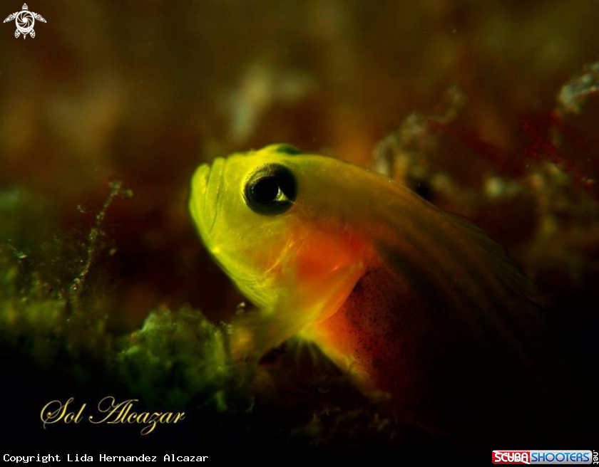 A Pygmy yellow goby