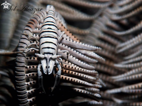 A crinoid shrimp