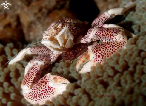 A Porcelain crab with eggs