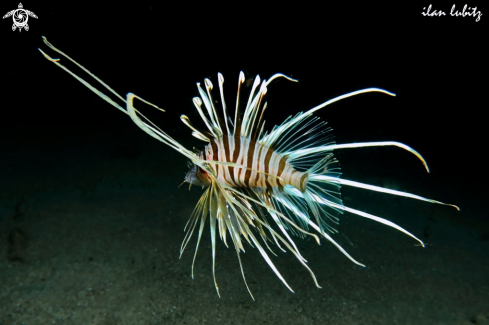 A Lion fish