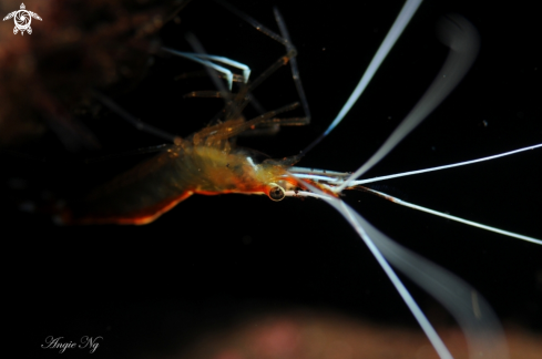 A WHITE BANDED CLEANER SHRIMP