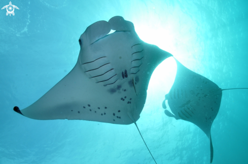 A Manta Ray