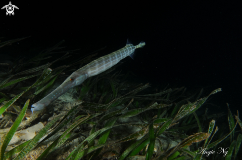 A Trumpet Fish 