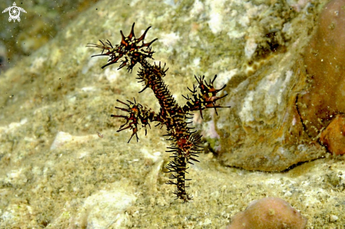 A Ghostpipefish