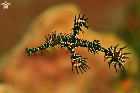 A Ghostpipefish