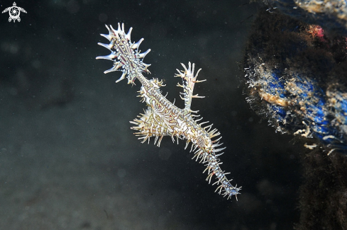 A Ghostpipefish