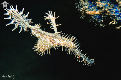 A Ghostpipefish