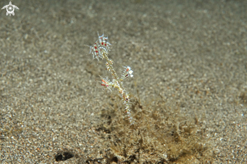 A Ghostpipefish