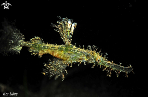 A Ghostpipefish