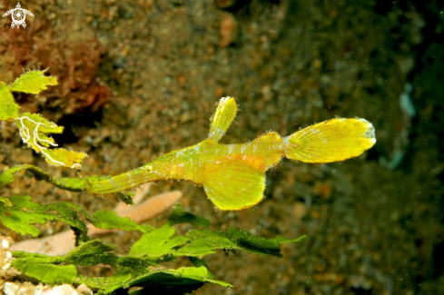 A Ghostpipefish