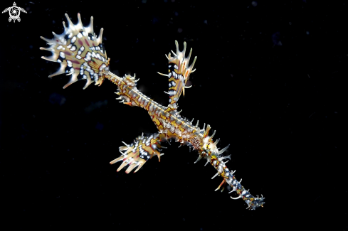 A Ghostpipefish