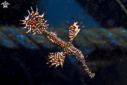 A Ghostpipefish