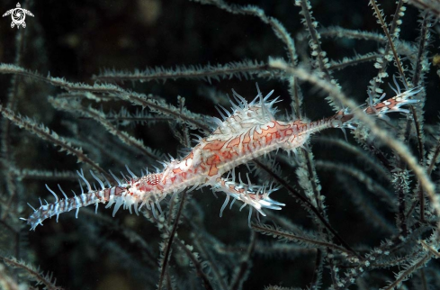 A Ghostpipefish