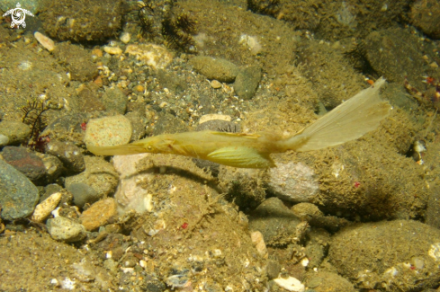 A Ghostpipefish