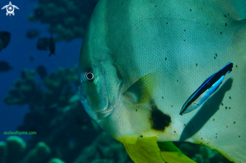 A Bat fish