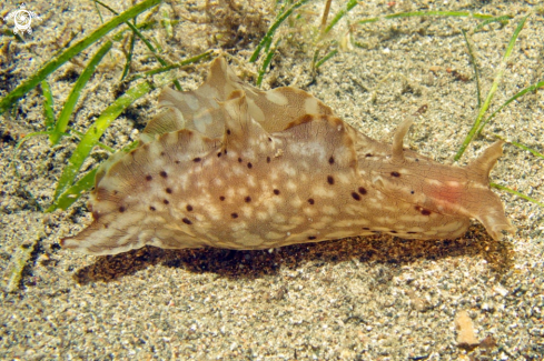 A sea hare