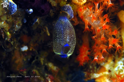 A sea squirt