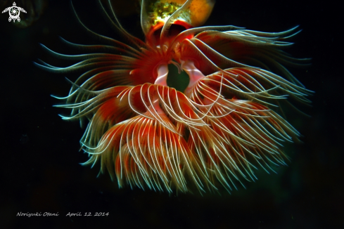 A feather duster worm