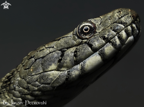 A Vodena zmija Ribarica / Water snake - Ribarica.