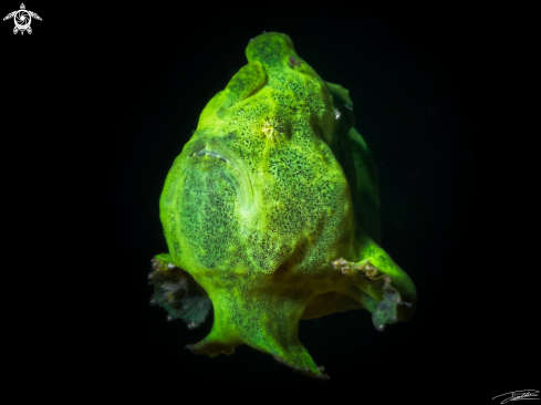 A Frogfish