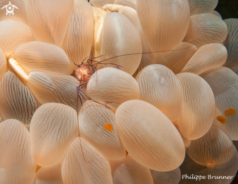 A Bubble coral shrimp