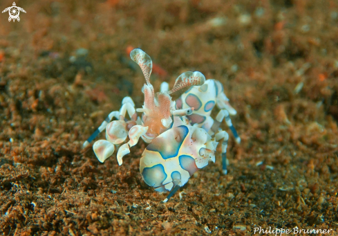 A Arlequin shrimp