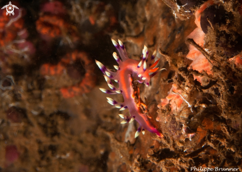 A Flabellina exopata | Nudibranch