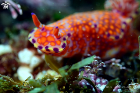 A Ceratosoma trilobatum | Nudi