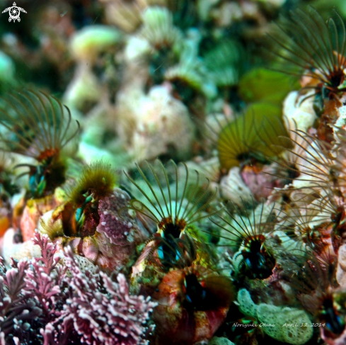 A Acorn Barnacle