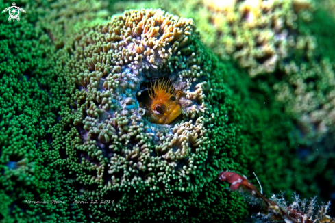 A Neoclinus bryope | Moss fringehead