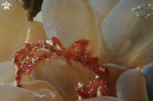 A Orang utan crab | Crab