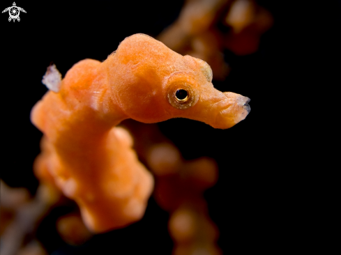 A Denise's Pygmy Seahorse