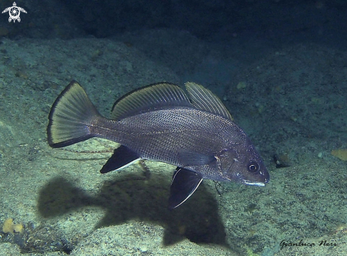 A Sciaena umbra | Corvina