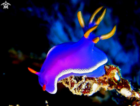 A Nudibranch