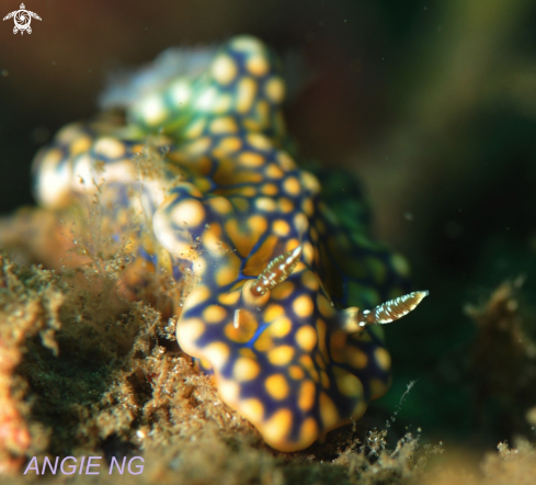 A Ceratosoma sinuatum | Nudi