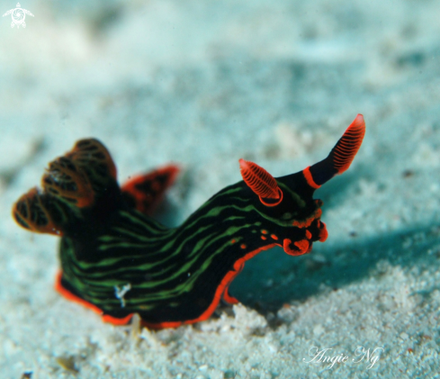 A Nembrotha kubaryana  | Nudi