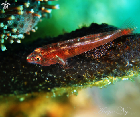 A Many-Host Goby | Goby