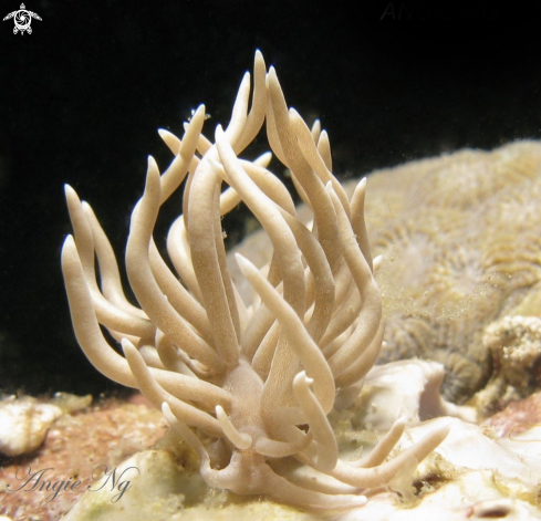 A Phyllodesmium briareum, | Nudi