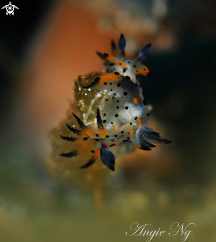 A Thecaera picta | Nudi