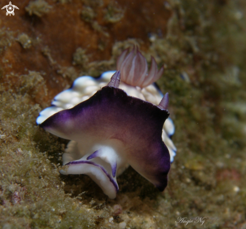 A Nudi