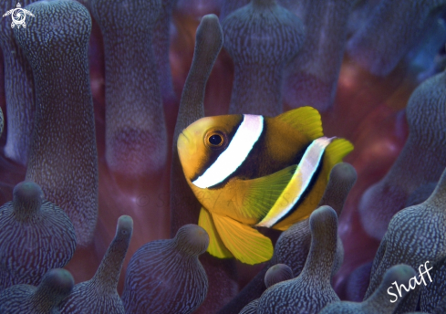 A Amphiprion clarkii | Clark's Anemonefish