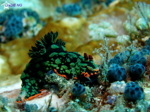 A Nembrotha cristata | Nudi