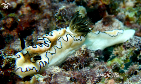 A Glossodoris ornatissima | Nudi